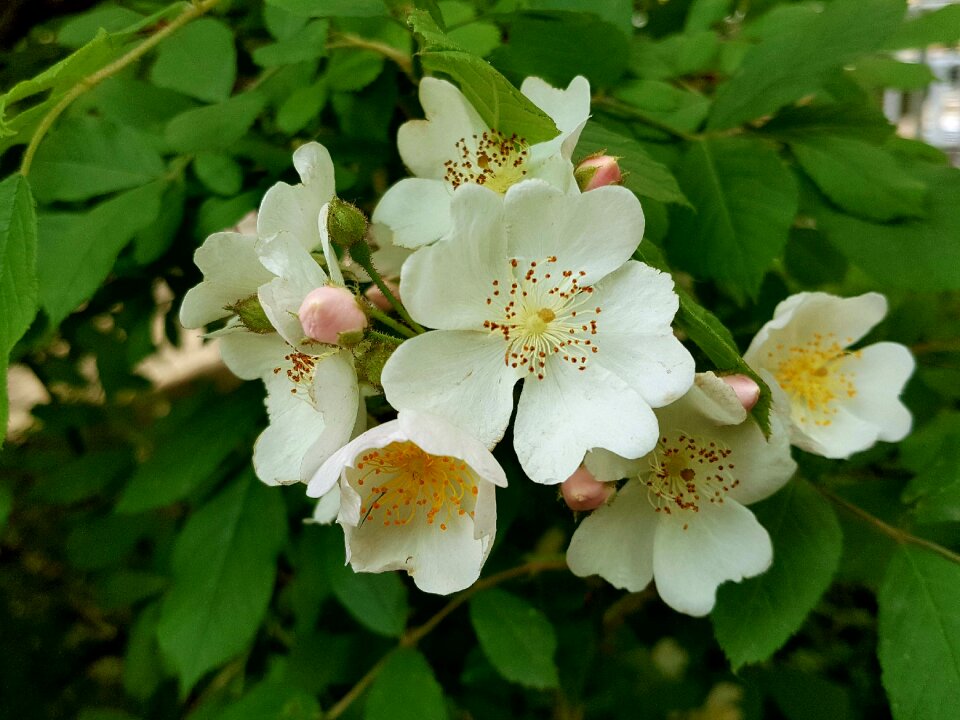 Multiflora flower spring multiflora flower order