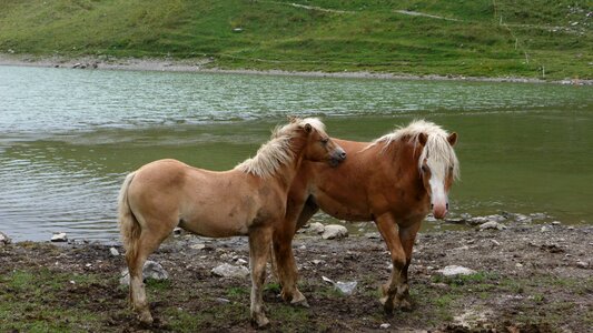 Horses animals nature