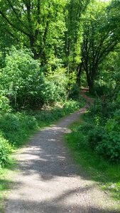 Forest nature summer