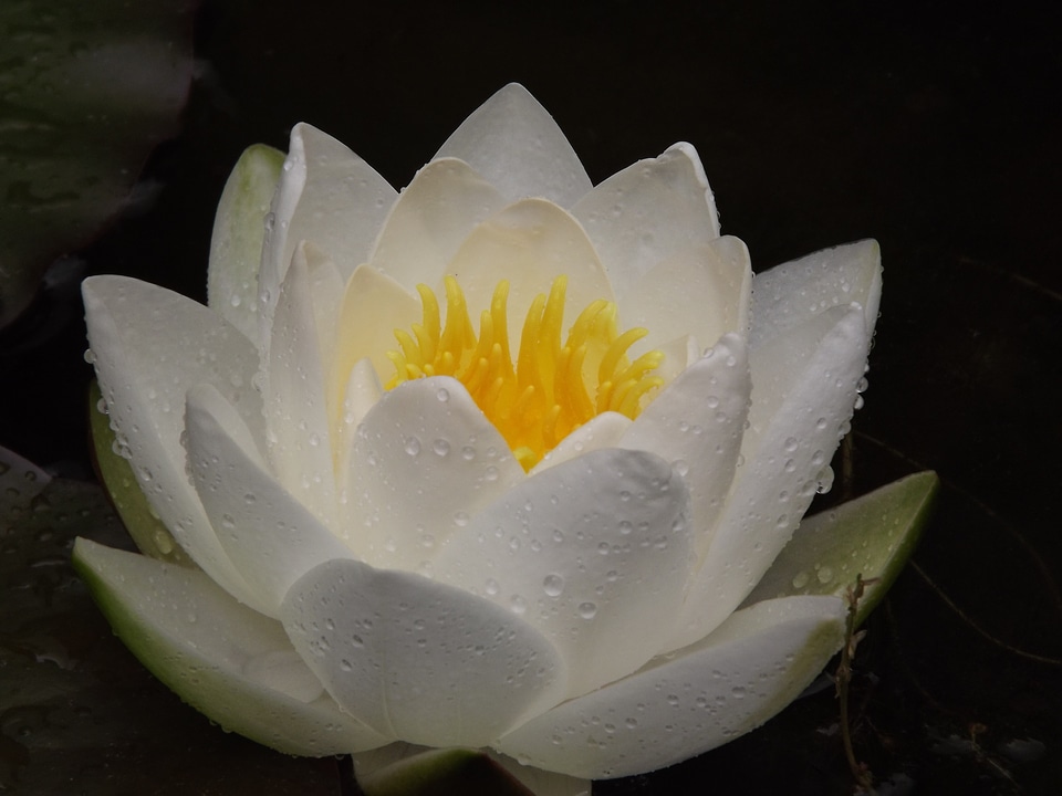 Pond aquatic plant white flower