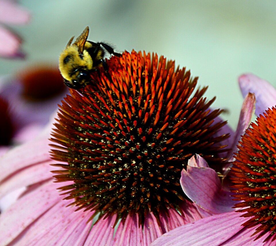 Coneflower pink nature