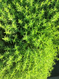 Green nature herb