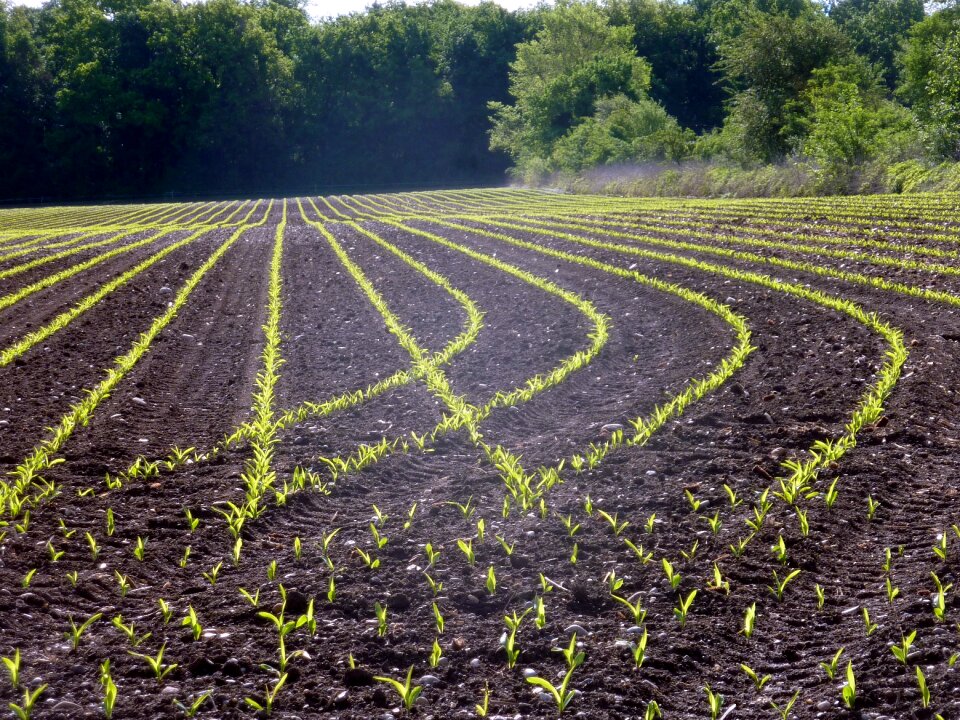 Culture nature field