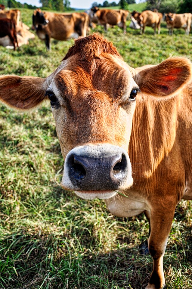 Milk farm rural photo