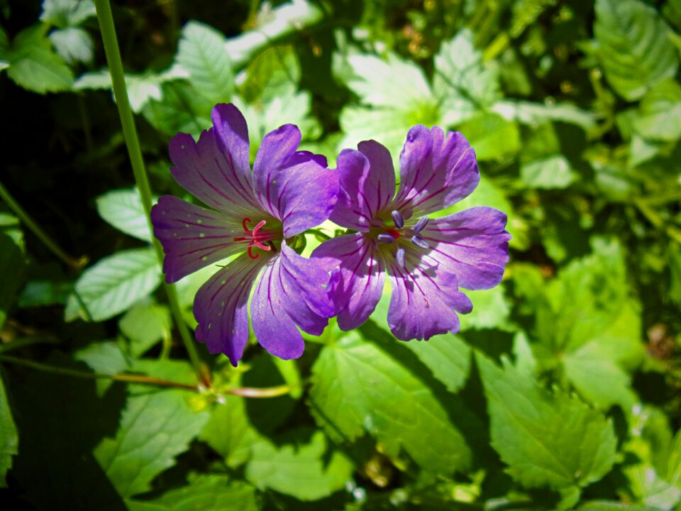 Geranium spring cévennes