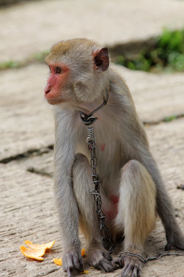 Monkey the mamak vietnam