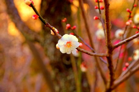 Natural white flowers plum blossoms photo