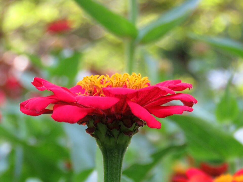 Flowers spring detail