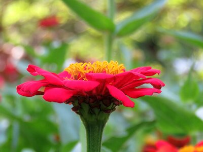 Flowers spring detail photo