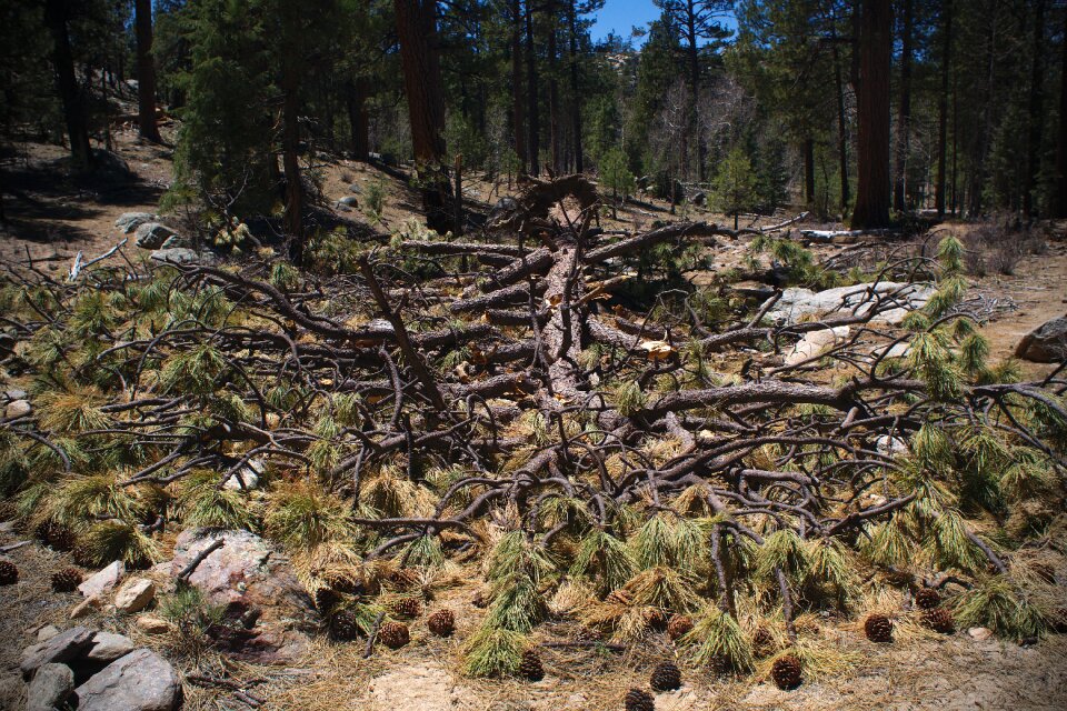 Forest fallen pine cone