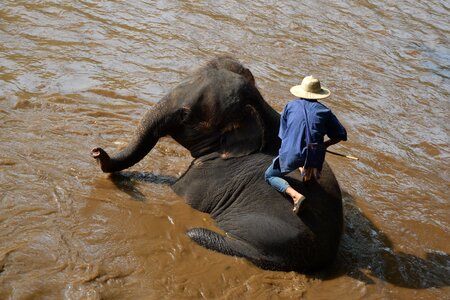 Caregiver elephant animals caregiver photo