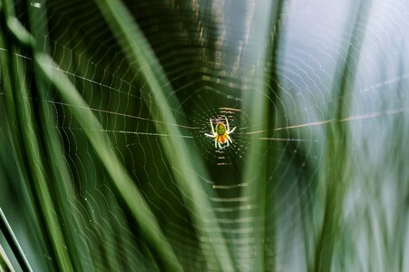Insect arachnid nature
