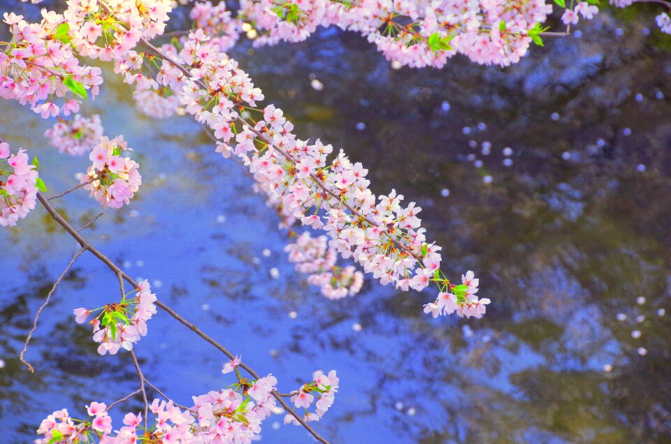 Flowers spring pink