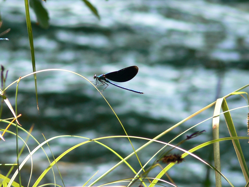 Insect wild life blue