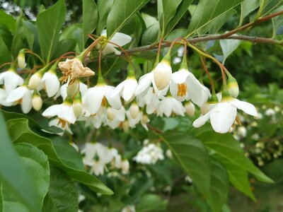 The storax tree whisper spring