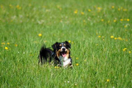 Dog portrait sweet play photo