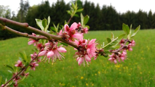 Spring garden peach tree