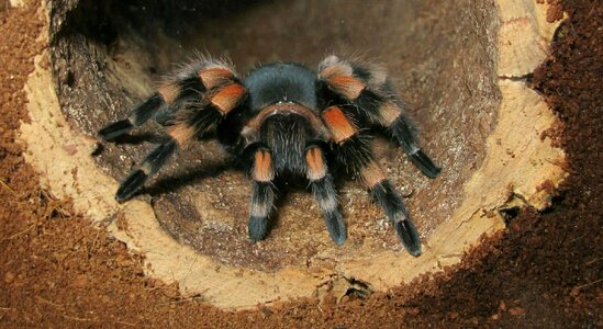 Tarantula brachypelma smith in terrarium