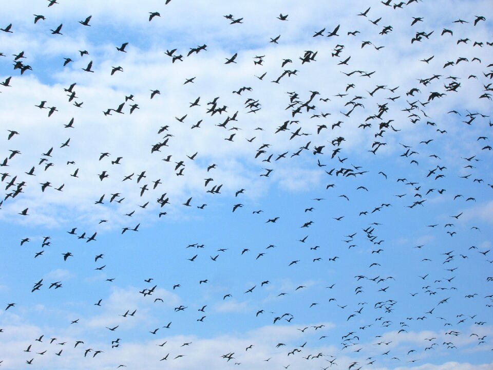 Birds in the sky birds sky