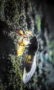 Insects maccro light