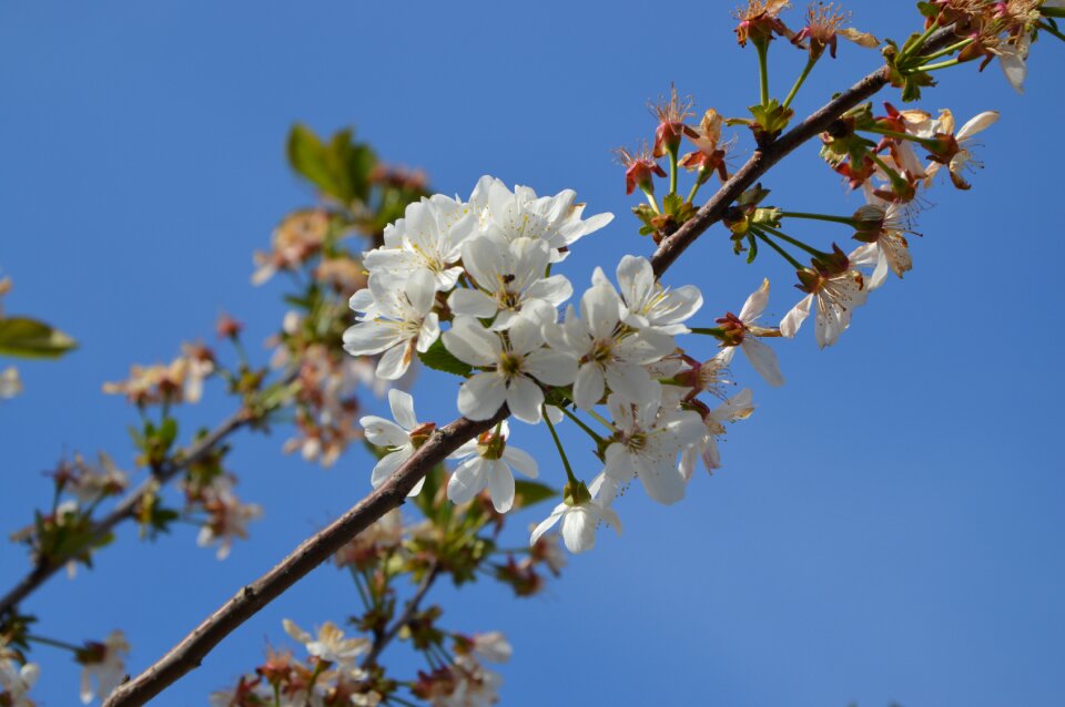 Tree branch fruit photo