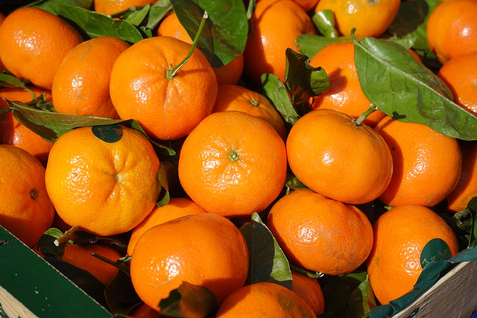 Clementine citrus × aurantium hybrid