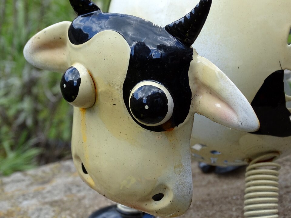 Cattle ornamental