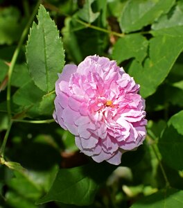 Pink flower blossom