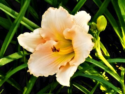 Nature day floral