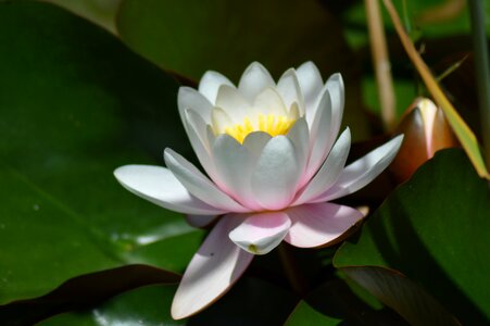 White water lily pale pink basin photo