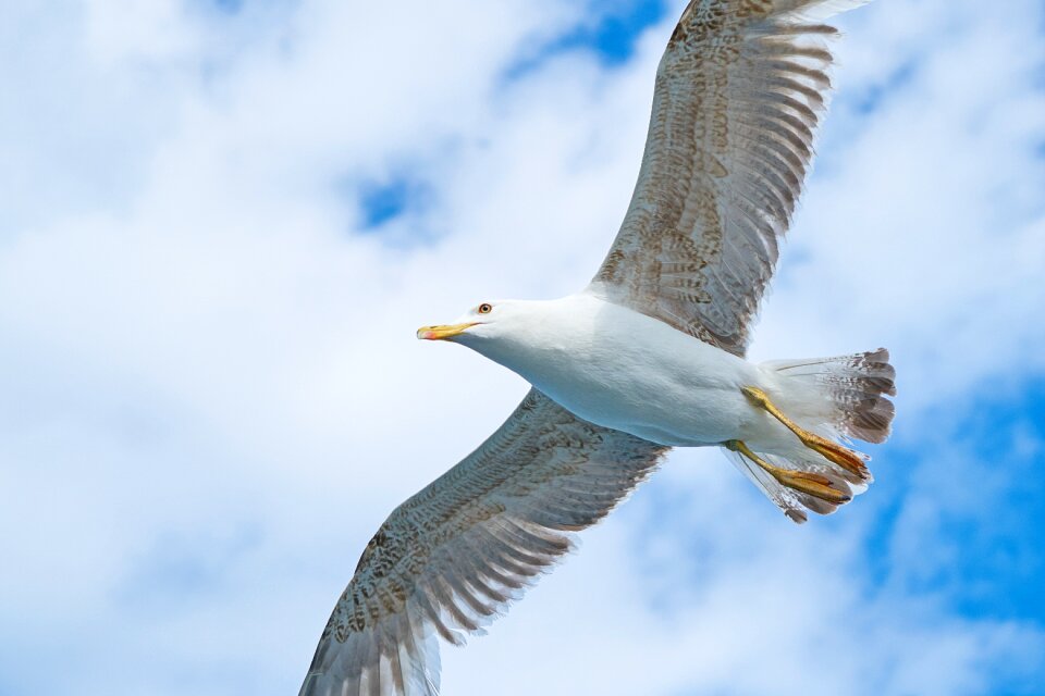 Wings environmental beautiful