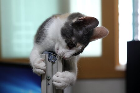 Cat nori just nyan arch