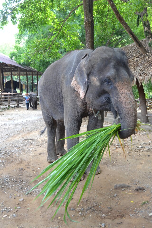 Caregiver elephant animals caregiver