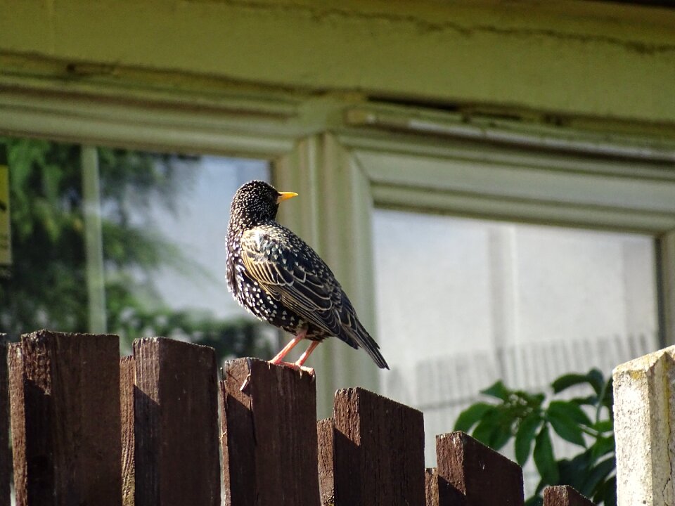 Starling wildlife