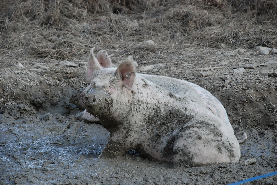 Wallow mammal happy