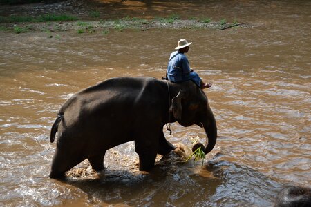 Caregiver elephant animals caregiver photo
