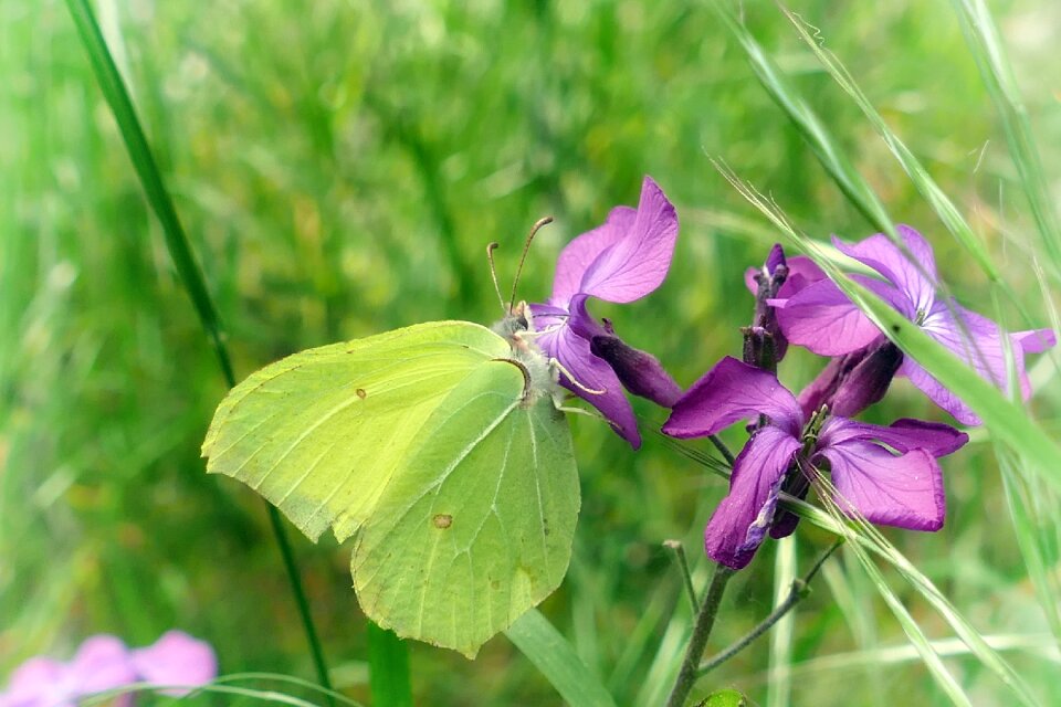 Gonepteryx rhamni purple flower nature