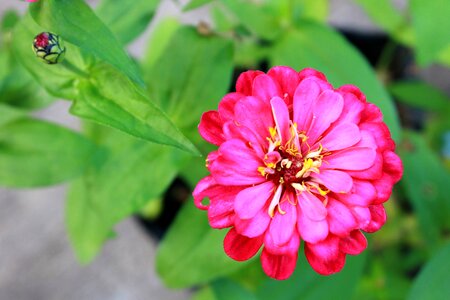 Pink plant