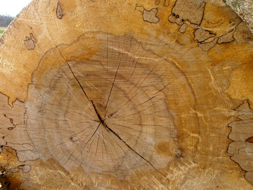 Annual rings brown nature