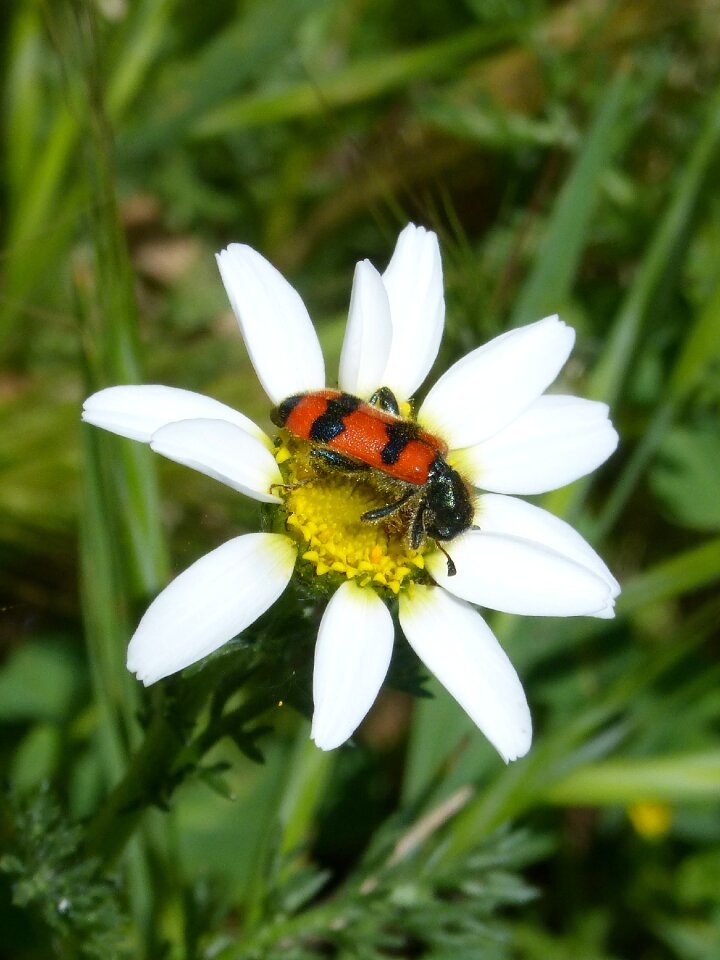 Mylabris mylabris variabilis daisy
