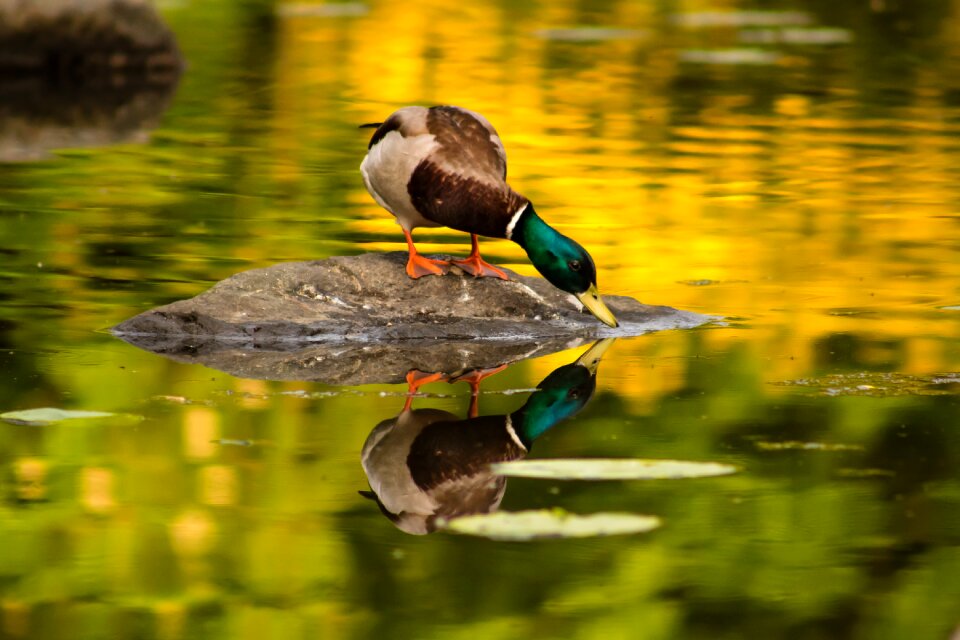 Animal nature lake