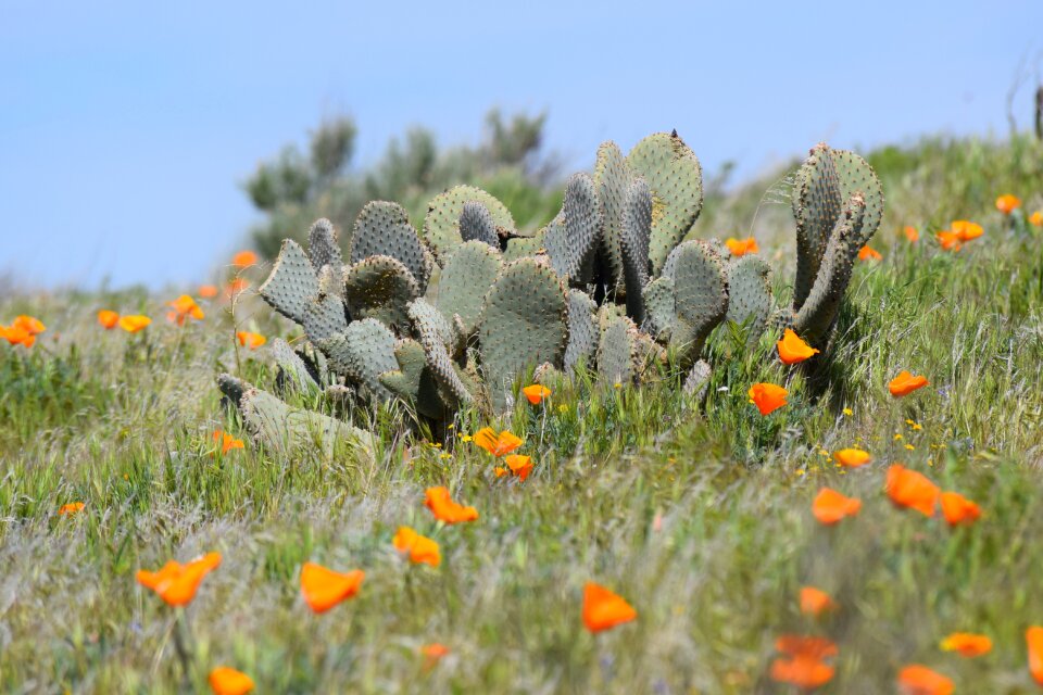 Wildflower spring nature