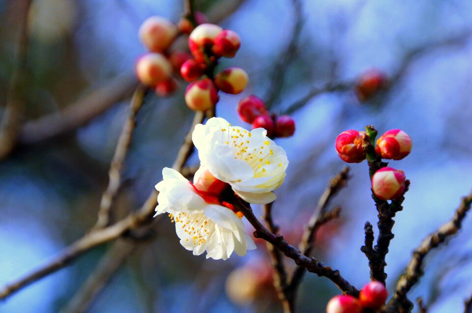 Flowers natural white flowers