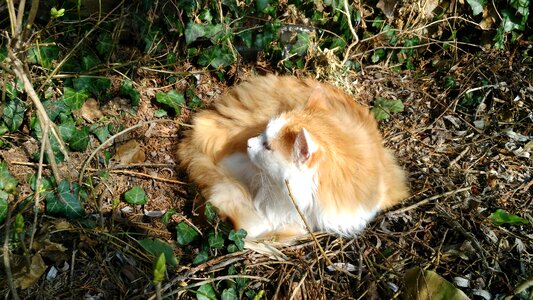 Cat domestic cat german longhaired pointer