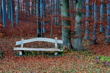 Autumn bank seat silent photo