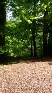 Forest nature summer