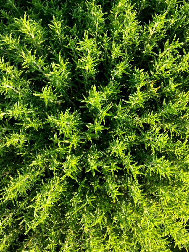 Green nature herb