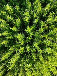 Green nature herb photo