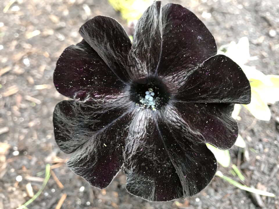 Plant blossom flower