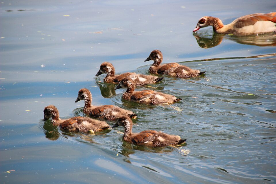 Water bird young bird young animal